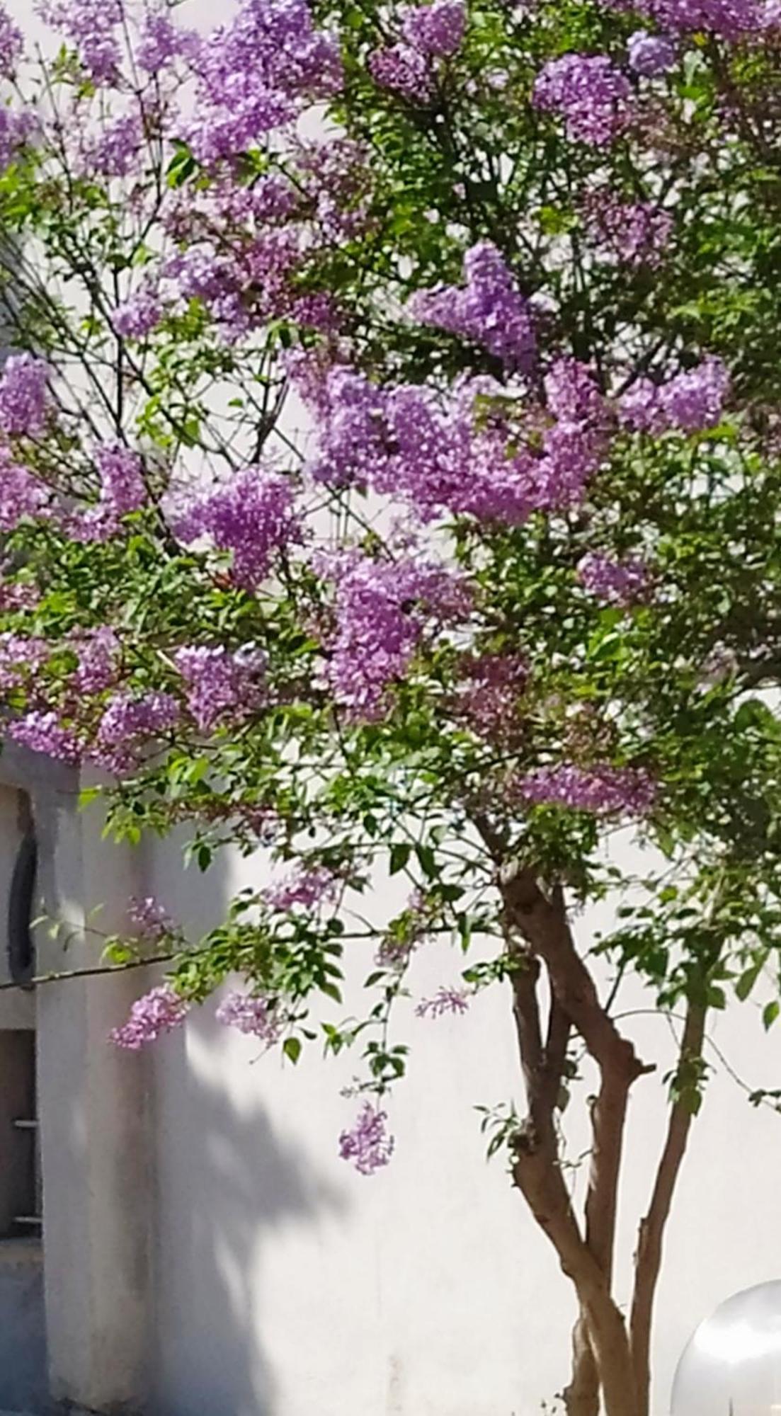 Vila View Διαμερισμα Loukissia Exteriér fotografie
